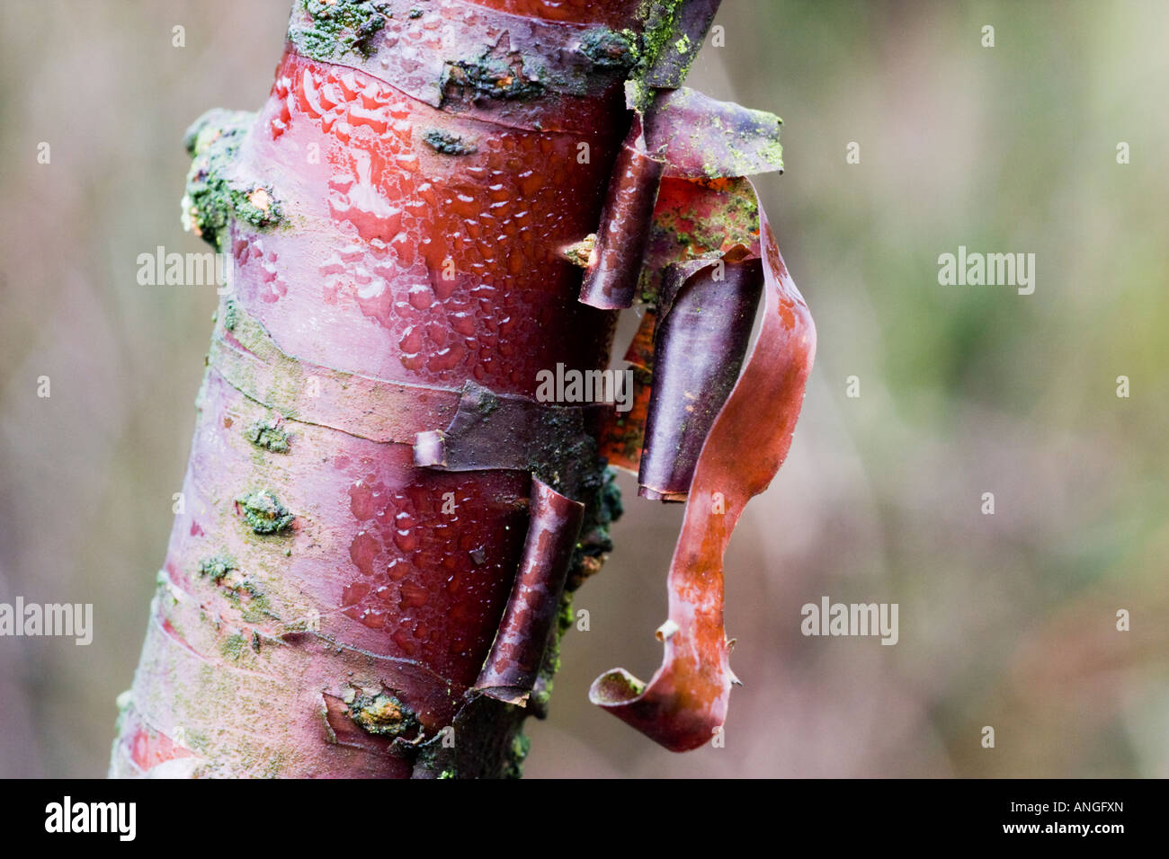 Corteccia di prunus serula Foto Stock