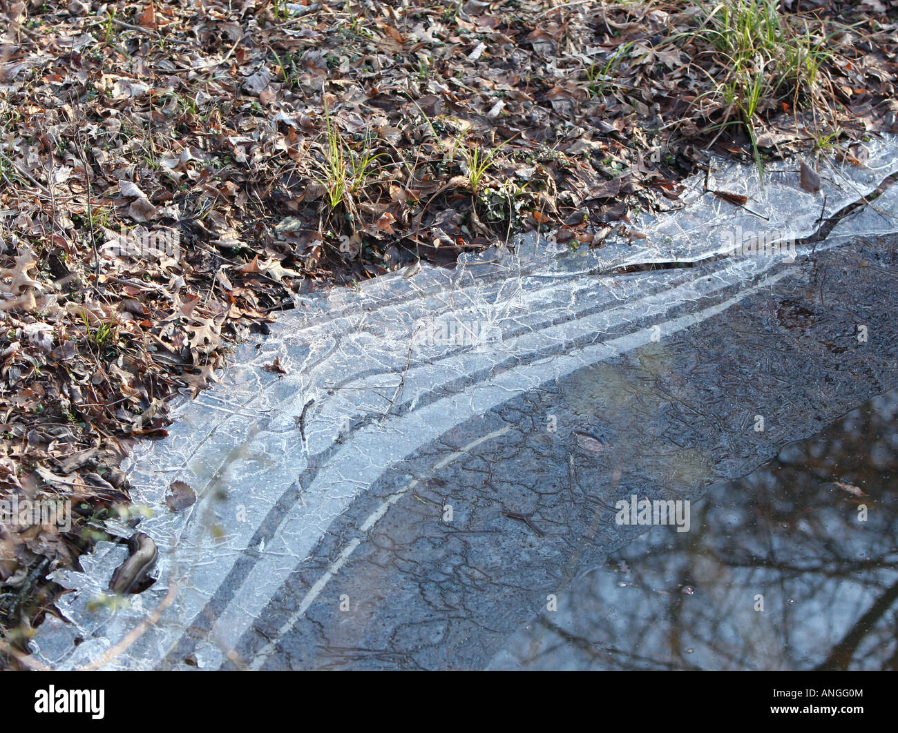 Il bordo congelate di una foresta pond. Foto Stock