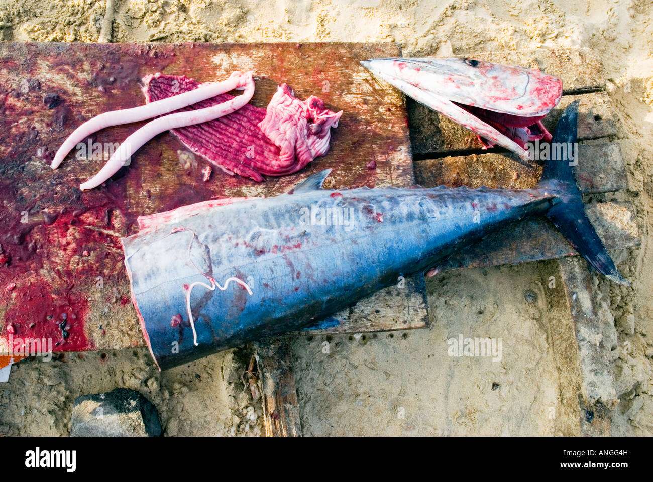Un paesaggio di colore di un appena pescato il pesce Barracuda essendo tagliate in pezzi. Foto Stock