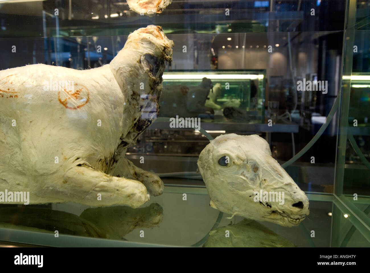 La scuola di Archeologia di perso desideri comprendere infinito e la ricerca della conoscenza dell'artista Damien Hirst Foto Stock