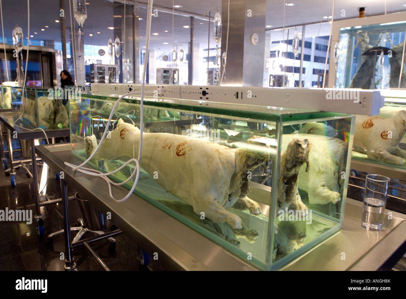 La scuola di Archeologia di perso desideri comprendere infinito e la ricerca della conoscenza dell'artista Damien Hirst Foto Stock