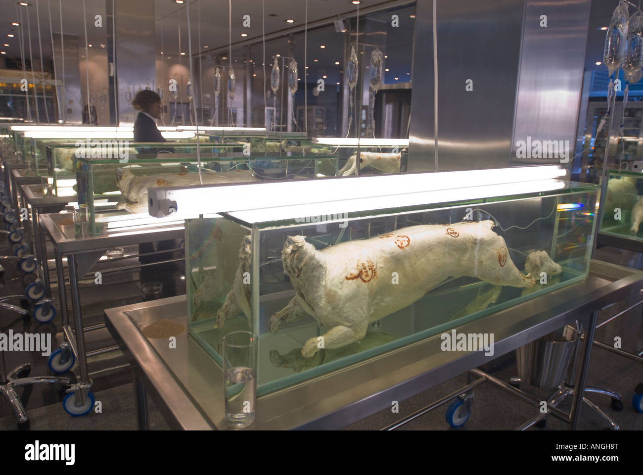 La scuola di Archeologia di perso desideri comprendere infinito e la ricerca della conoscenza dell'artista Damien Hirst Foto Stock