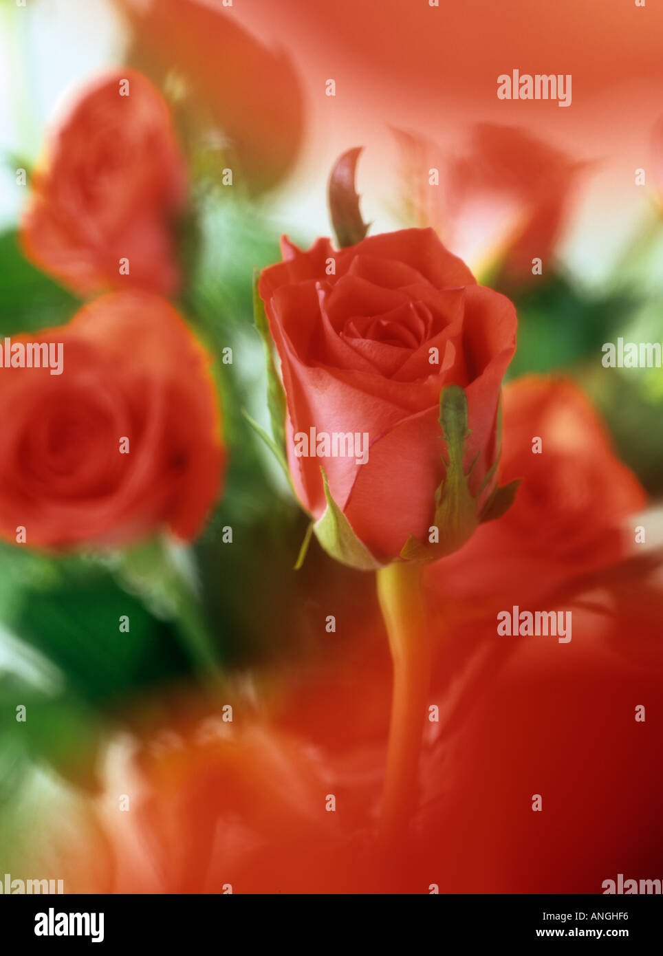 Mazzo di rose rosse dolcemente diffusa in modo selettivo e focalizzato sul centro fiore. Fiori in una disposizione del fiore. Inghilterra Regno Unito Gran Bretagna Foto Stock