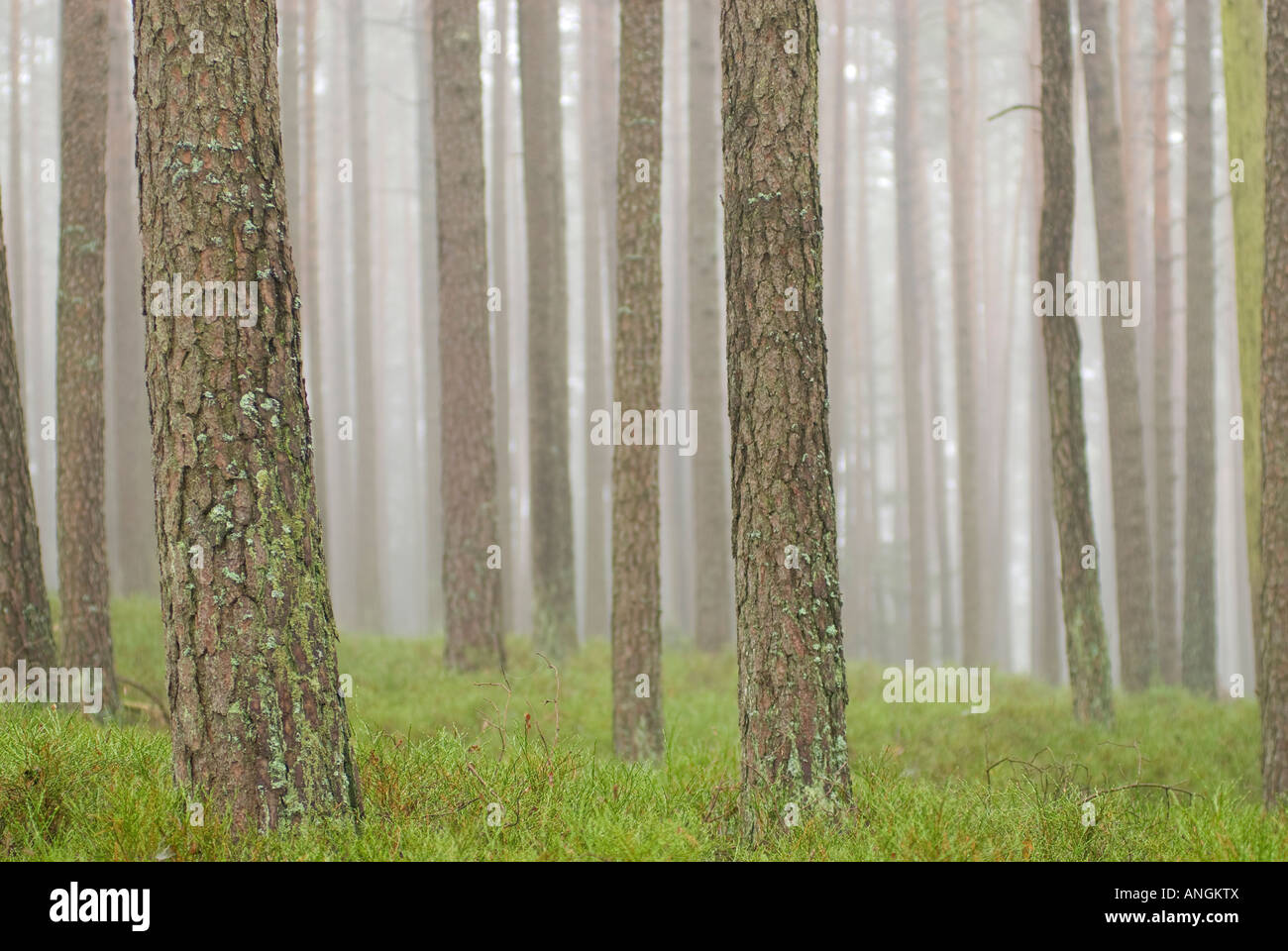 La nebbia foresta con cespugli di mirtilli sul terreno, Oberpfalz, Baviera, Germania Foto Stock