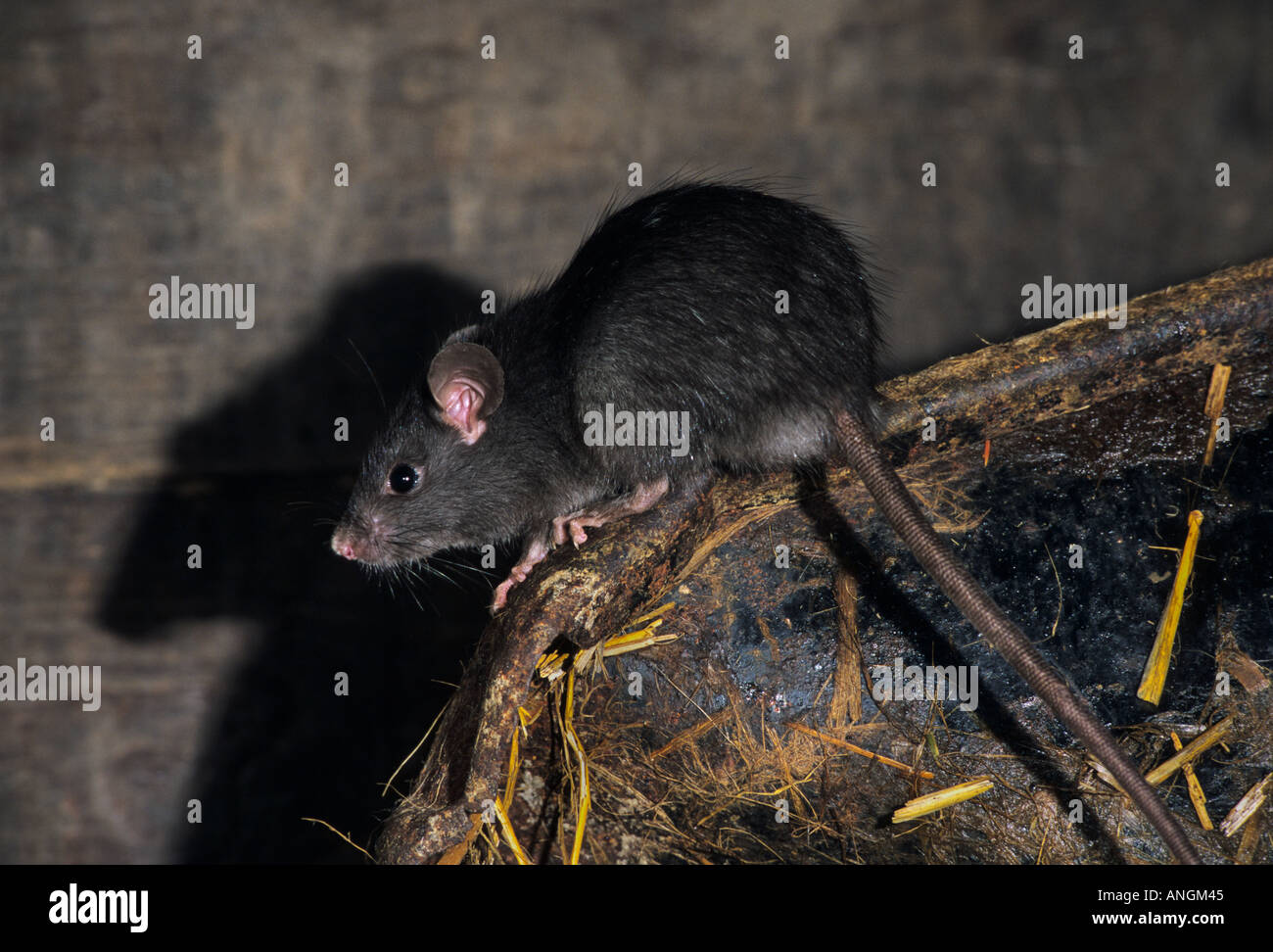 Nero (ratto Rattus rattus). Captive, Wildwood Trust, Kent Foto Stock