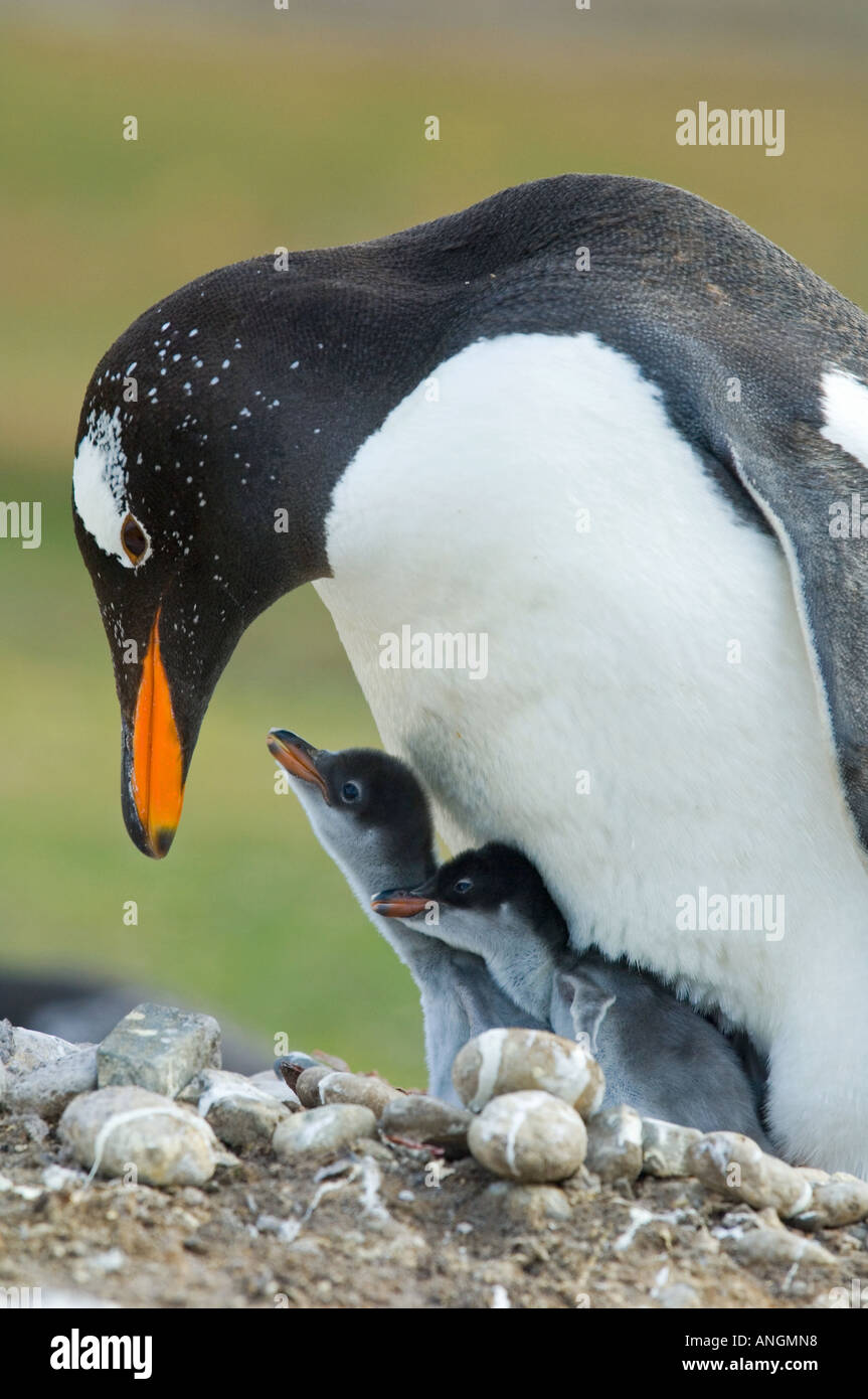 Pinguino Gentoo (Pygoscelis papua) adulto alimenta due pulcini, Isola Georgia del Sud Foto Stock