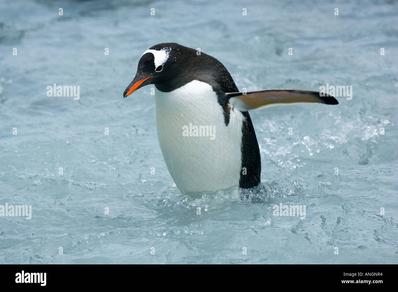 Pinguino Gentoo (Pygoscelis papua) Wading nel flusso in rotta verso Colonia, Isola Georgia del Sud Foto Stock