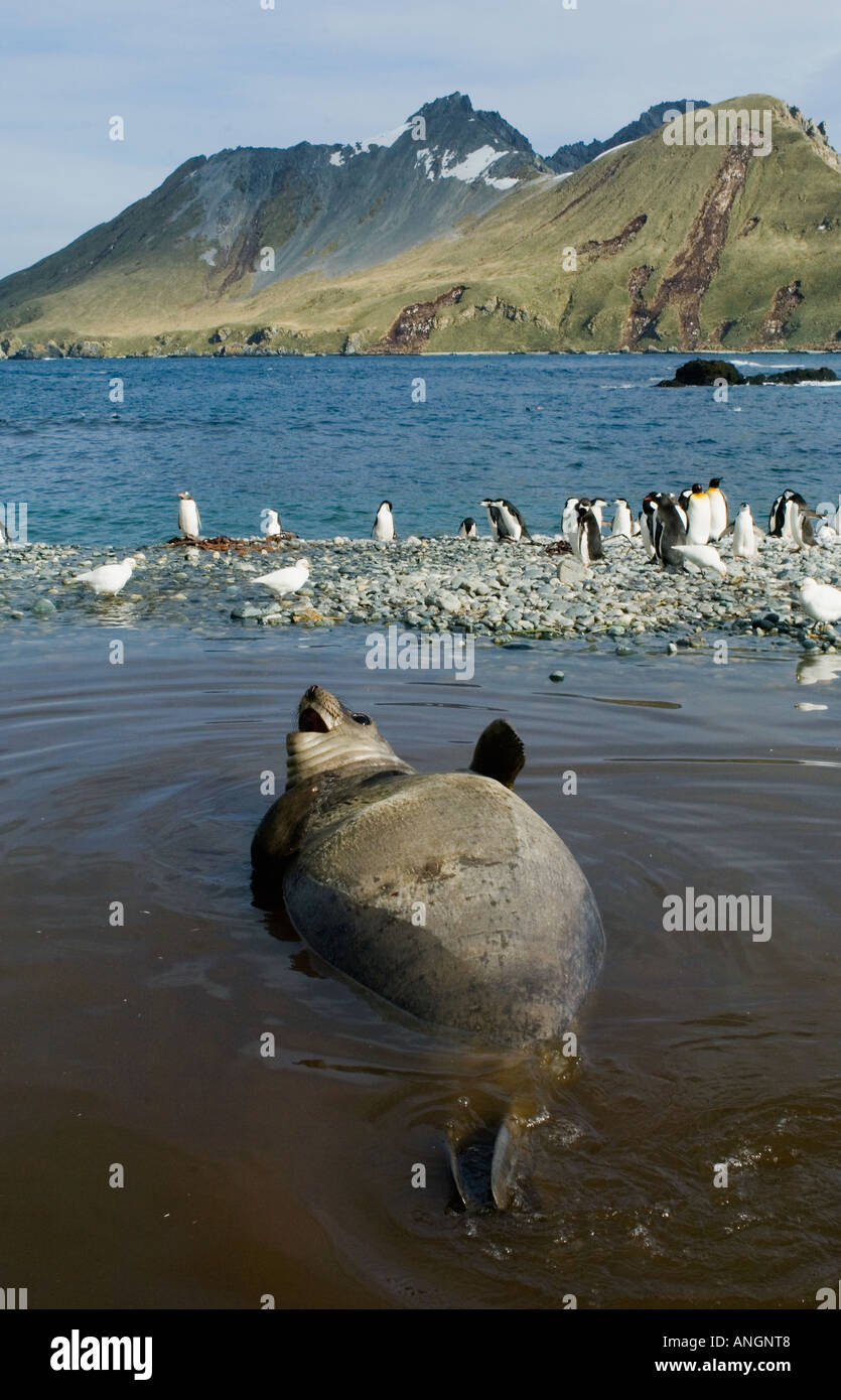 Elefante marino del sud (Mirounga leonina) Giovani guarnizione poggia in piscina costiera, Cooper Bay, Isola Georgia del Sud, Antartide Foto Stock
