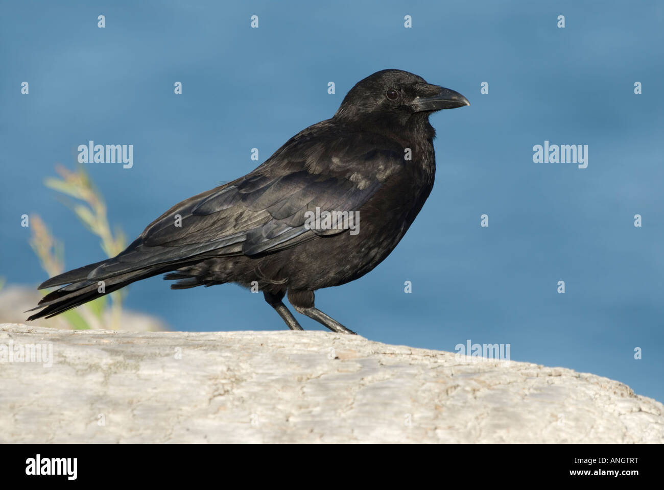 Northwestern Crow (Corvus caurinus), British Columbia, Canada. Foto Stock