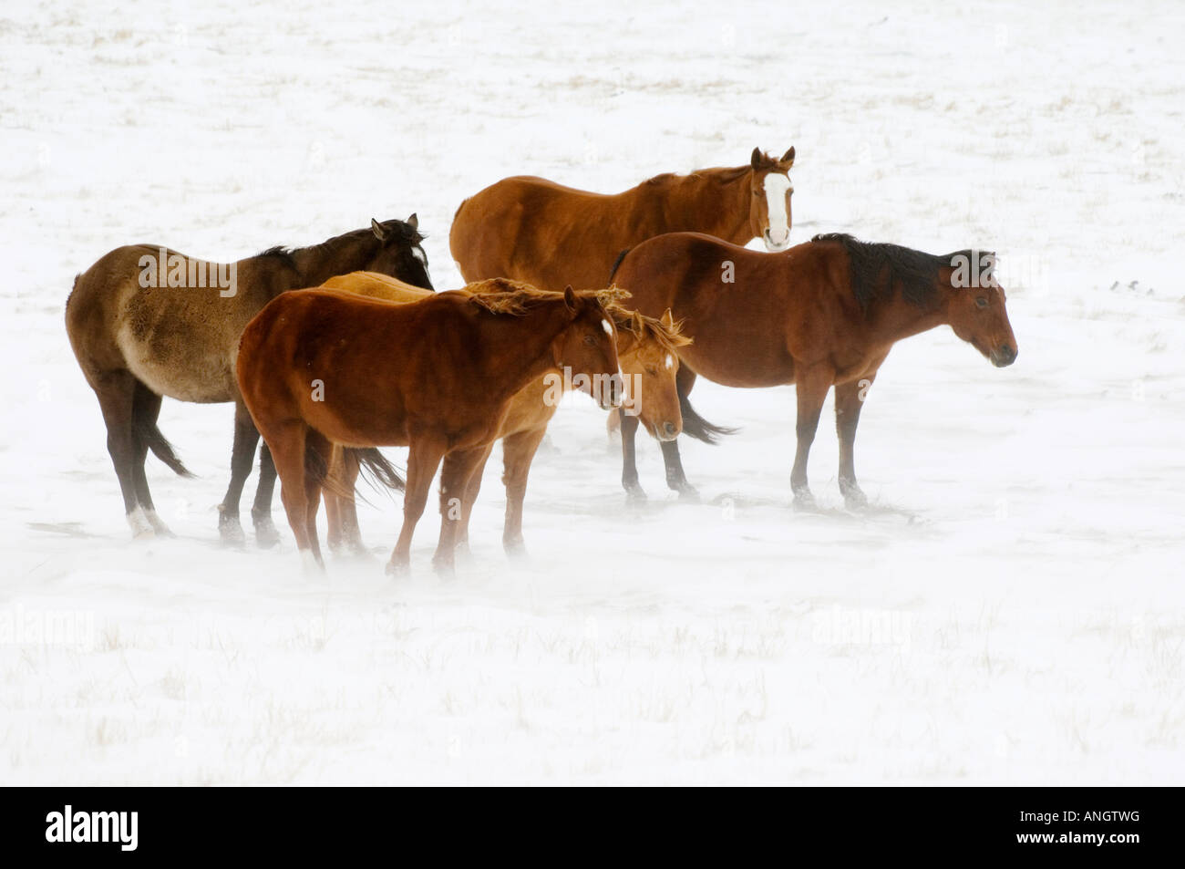 Cavalli (Equus caballus) svernamento al di fuori sono alimentati mediante il cowboy come necessario. Il vento soffia il loro manes e code come pure la s Foto Stock