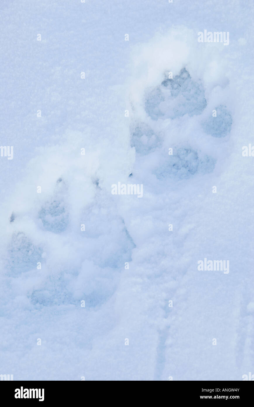 Lupo (Canis lupus) tracce nella neve. Simile al cane domestico ma più grande. Foreprint 4 1/4 a 5 pollici di lunghezza; hind stampa sma leggermente Foto Stock