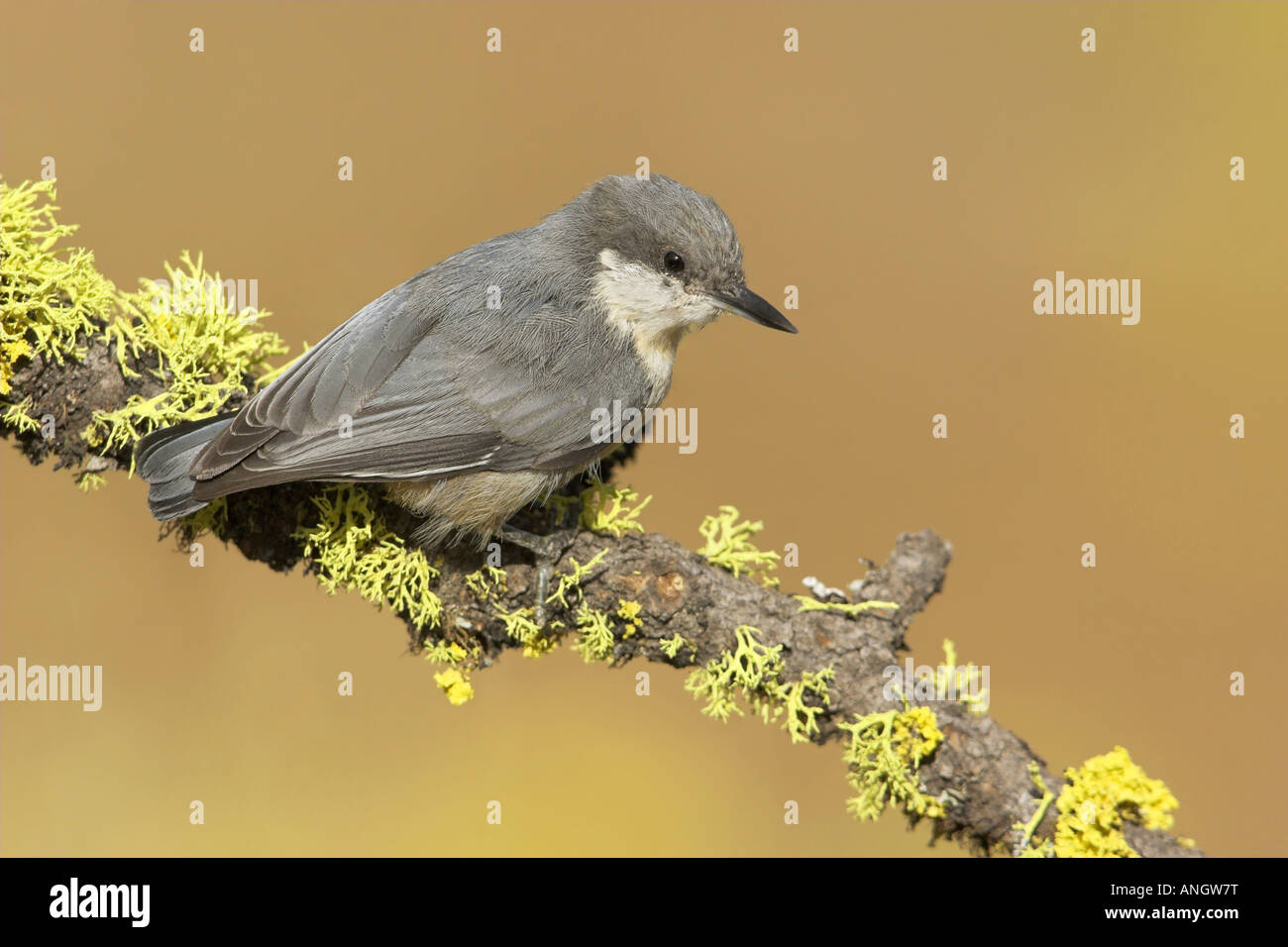 Un pigmeo di picchio muratore (Sitta pygmaea) appollaiato su un lichene ramo coperto nella parte interna della British Columbia, Canada. Foto Stock