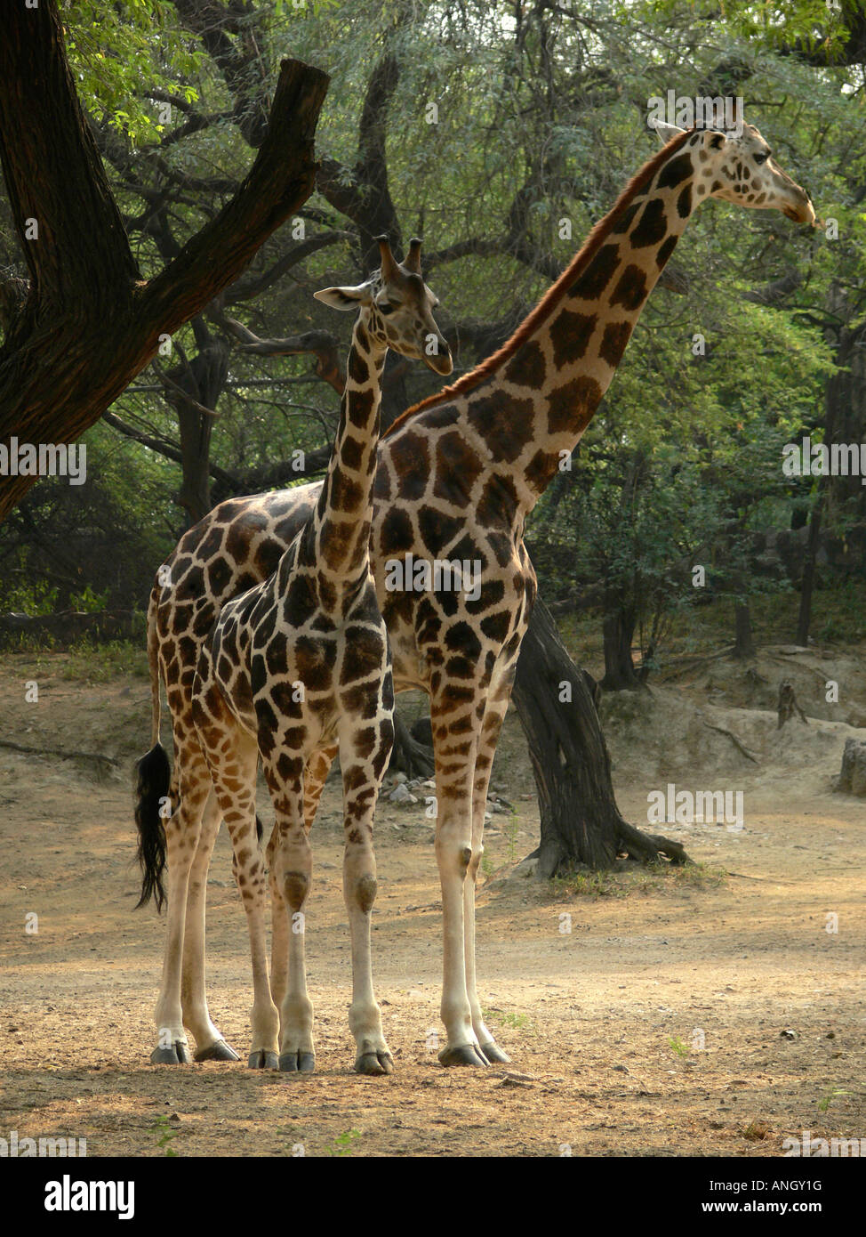 La giraffa, Giraffa camelopardalis, presso lo Zoo di Delhi, New Delhi, India. Foto Stock