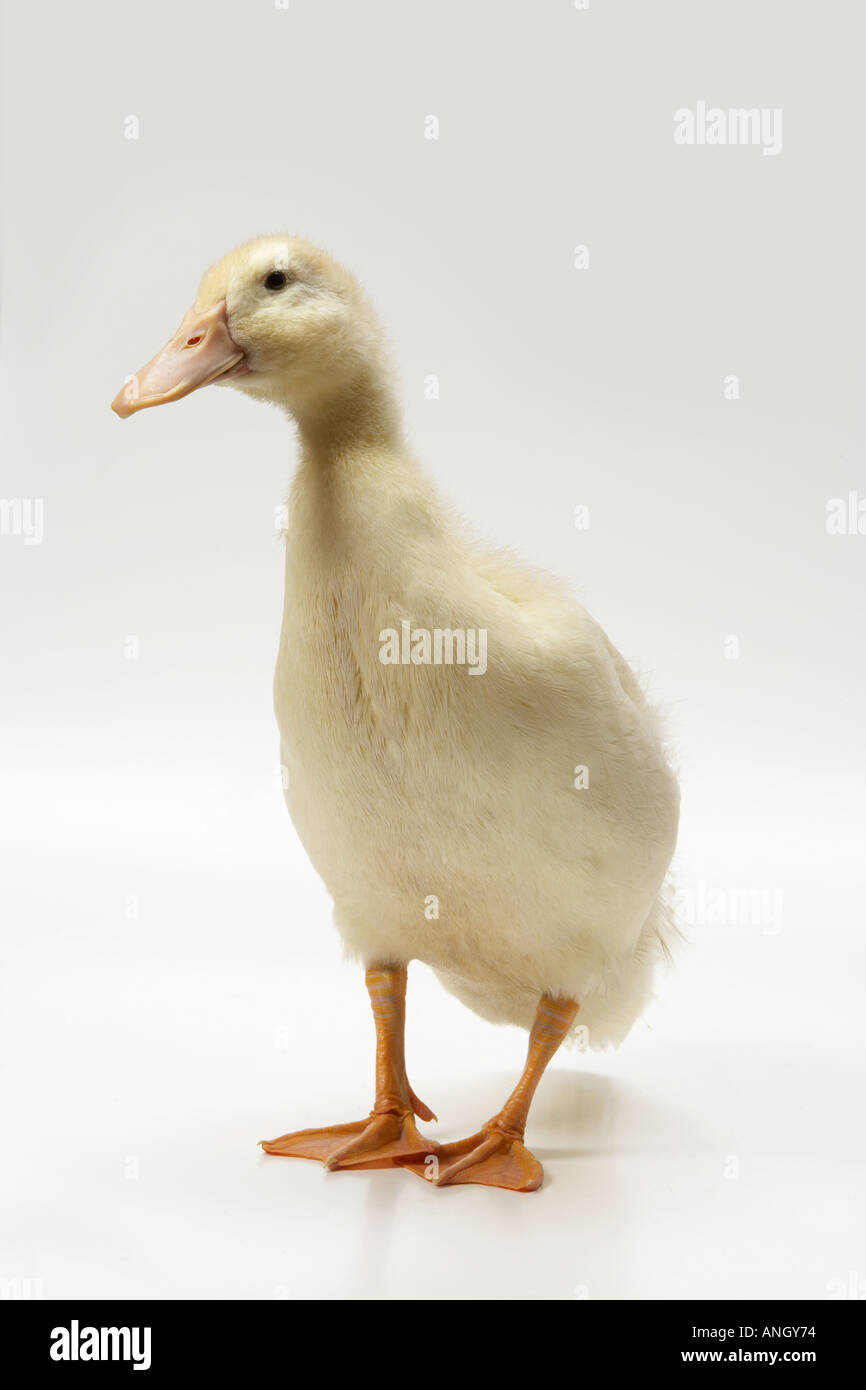 Anatra Foto Stock
