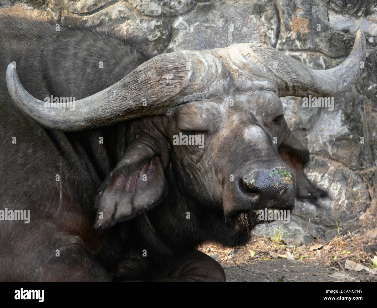 Bufali, Syncerus caffer, maschio a Delhi Zoo, New Delhi, India. Foto Stock