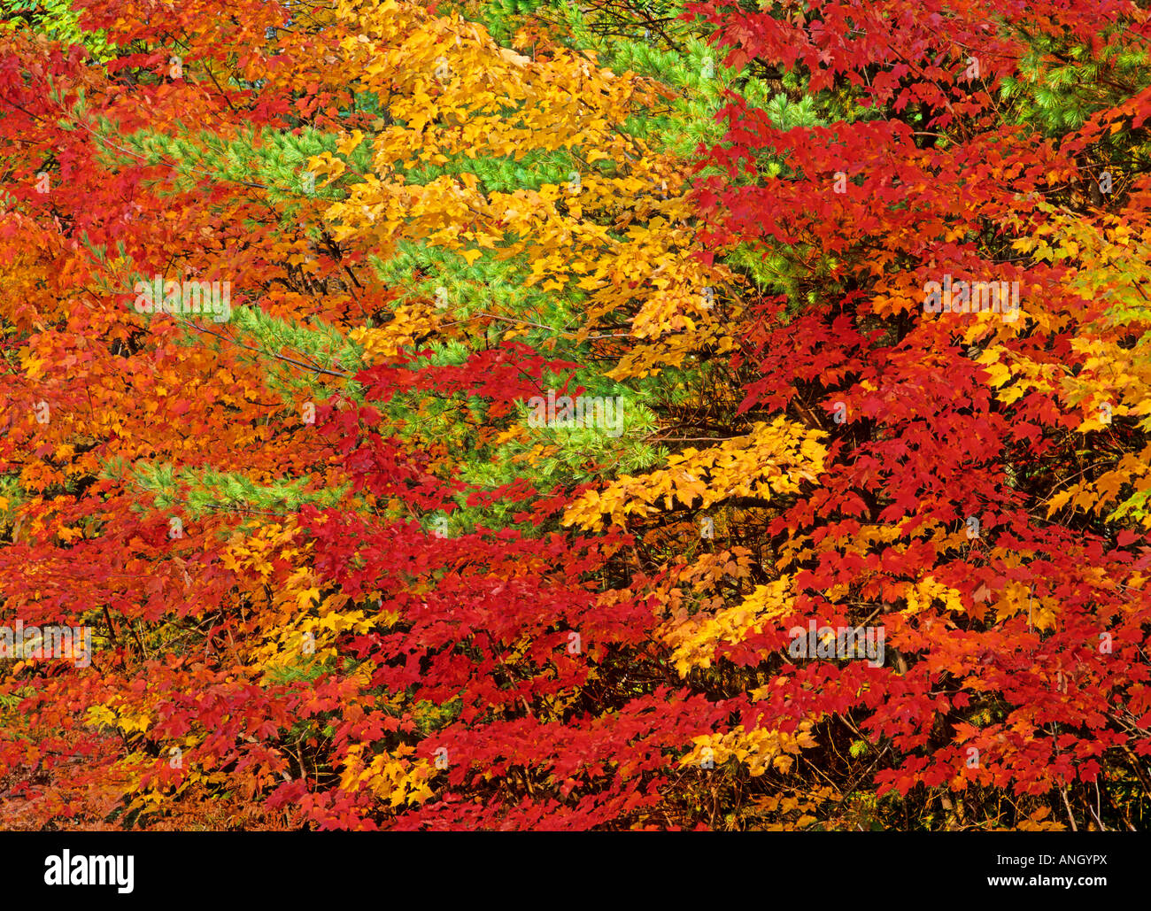 Acero in autunno a colori, Killarney Provincial Park, Ontario, Canada. Foto Stock