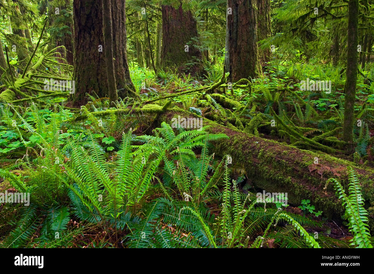 Coastal rain forest, Cattedrale Grove o McMillan Parco Provinciale, British Columbia, Canada. Foto Stock
