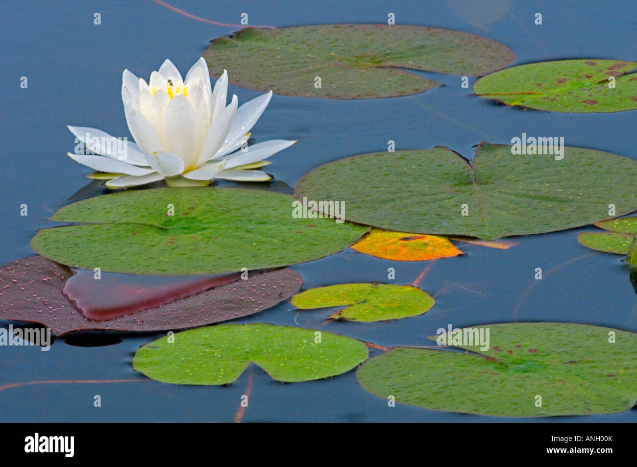 White water lily, Killarney Provincial Park, Ontario, Canada. Foto Stock