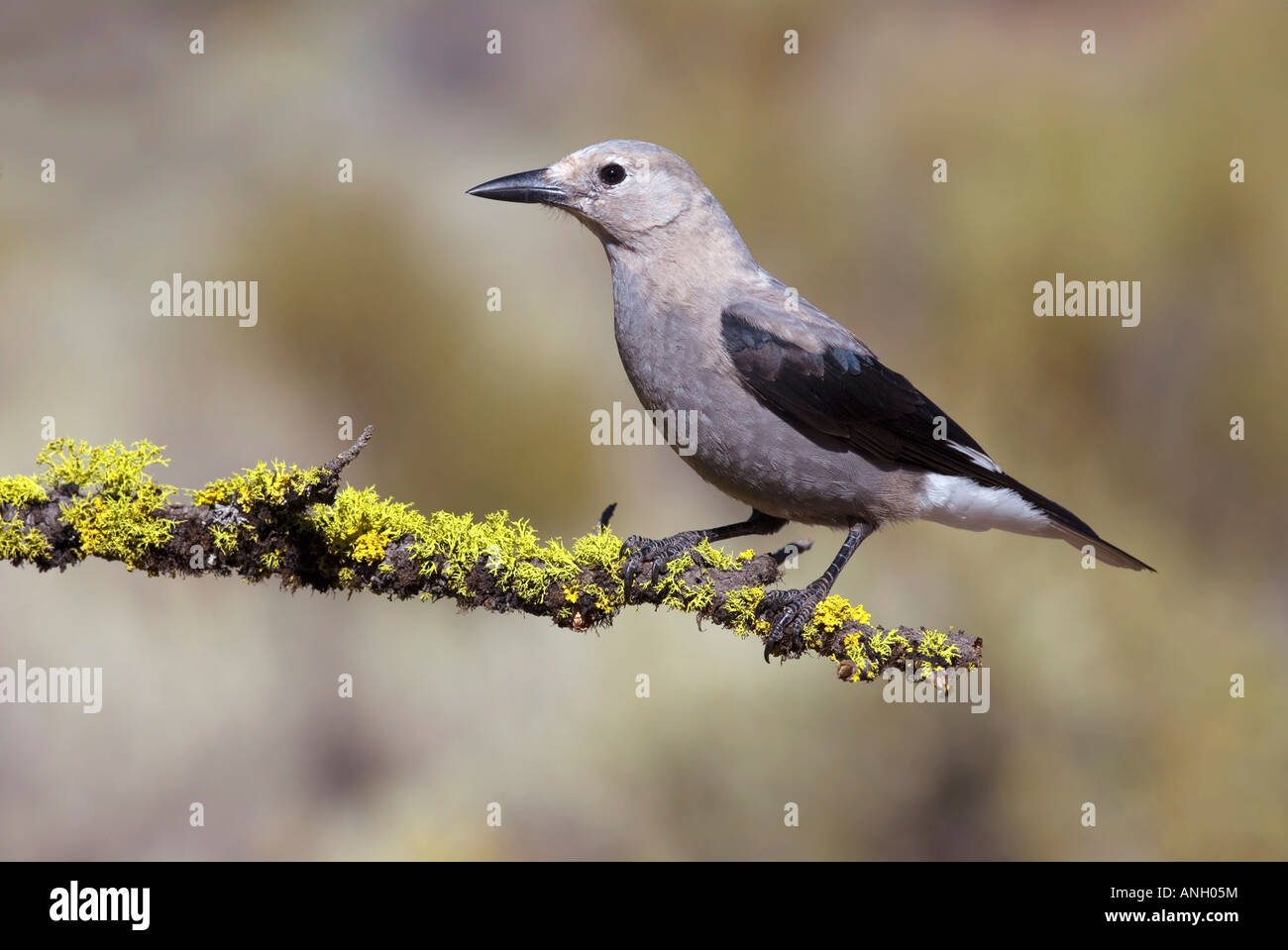 Clarks schiaccianoci, Isola di Vancouver, British Columbia, Canada. Foto Stock