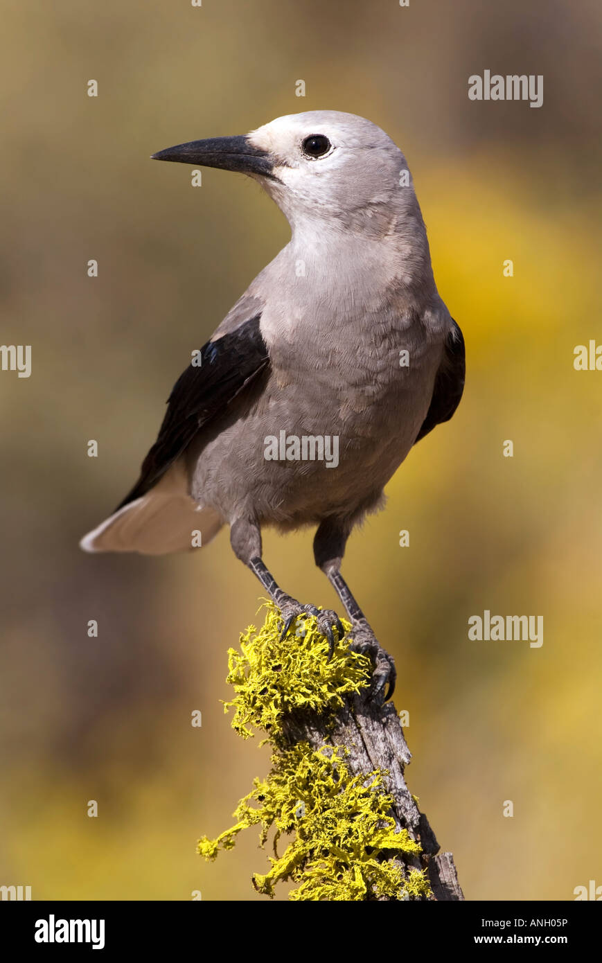 Clarks schiaccianoci, Isola di Vancouver, British Columbia, Canada. Foto Stock