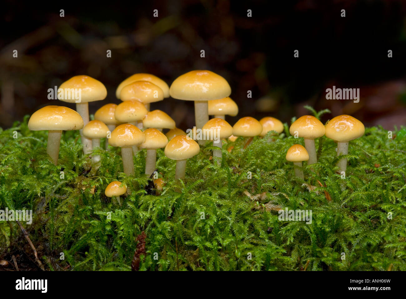 Hypholoma-specie di funghi, Isola di Vancouver, British Columbia, Canada. Foto Stock