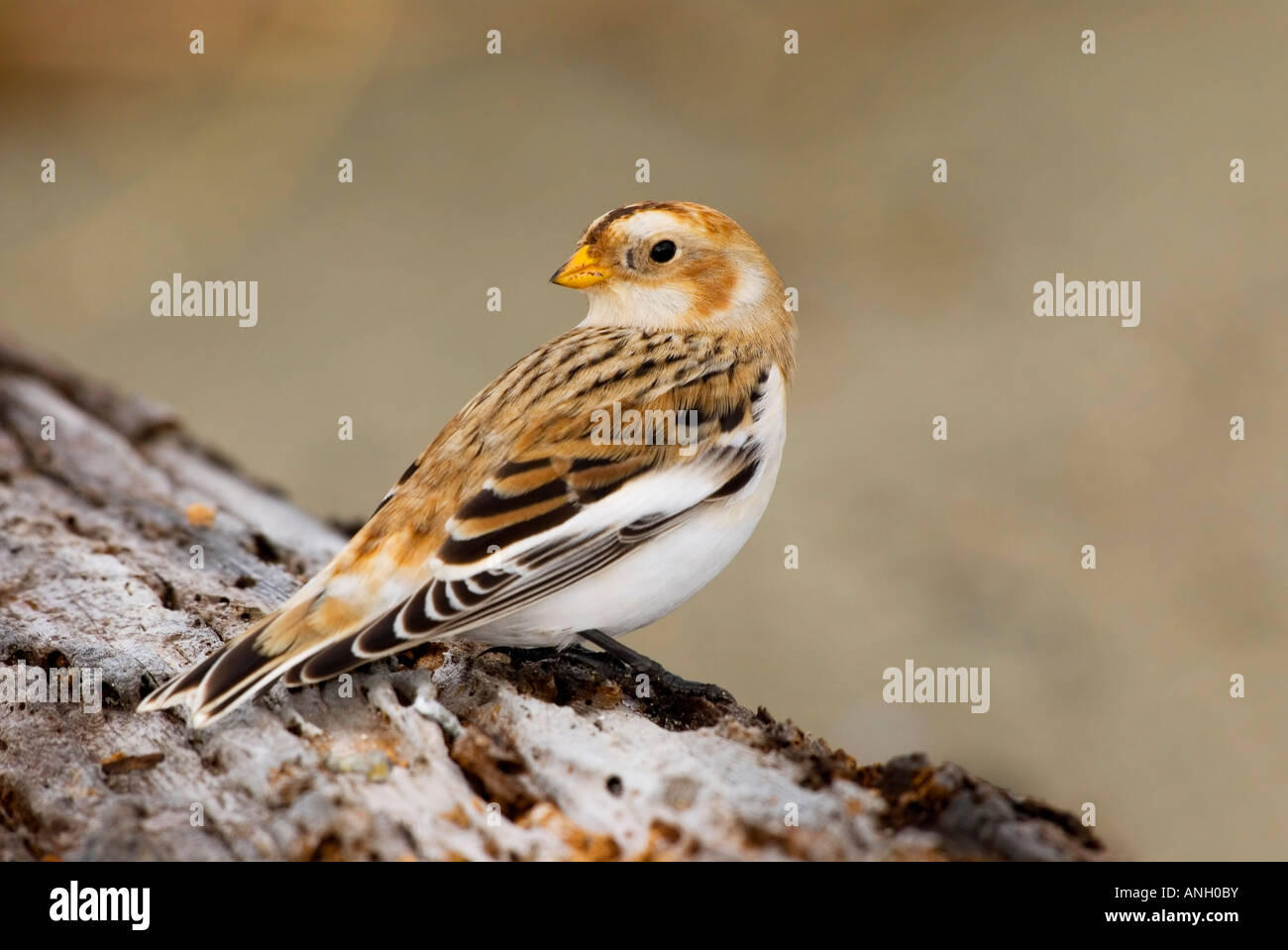 Snow Bunting, Isola di Vancouver, British Columbia, Canada. Foto Stock