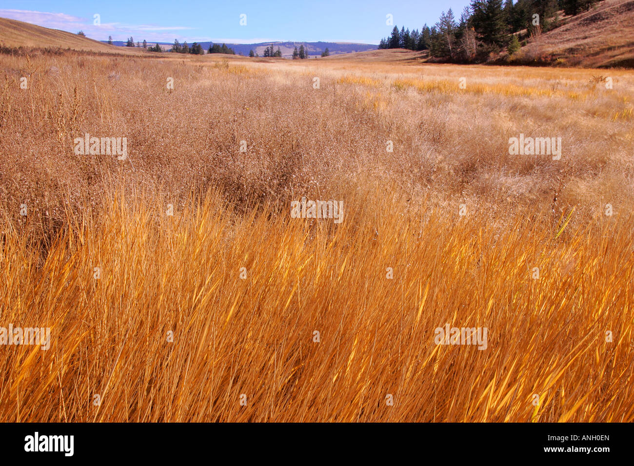 Chilcotin praterie, pecore gamma Parco di giunzione, British Columbia, Canada. Foto Stock