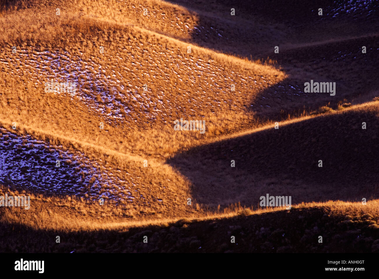 Praterie Chilcotin,pecore gamma Parco di giunzione, British Columbia, Canada. Foto Stock