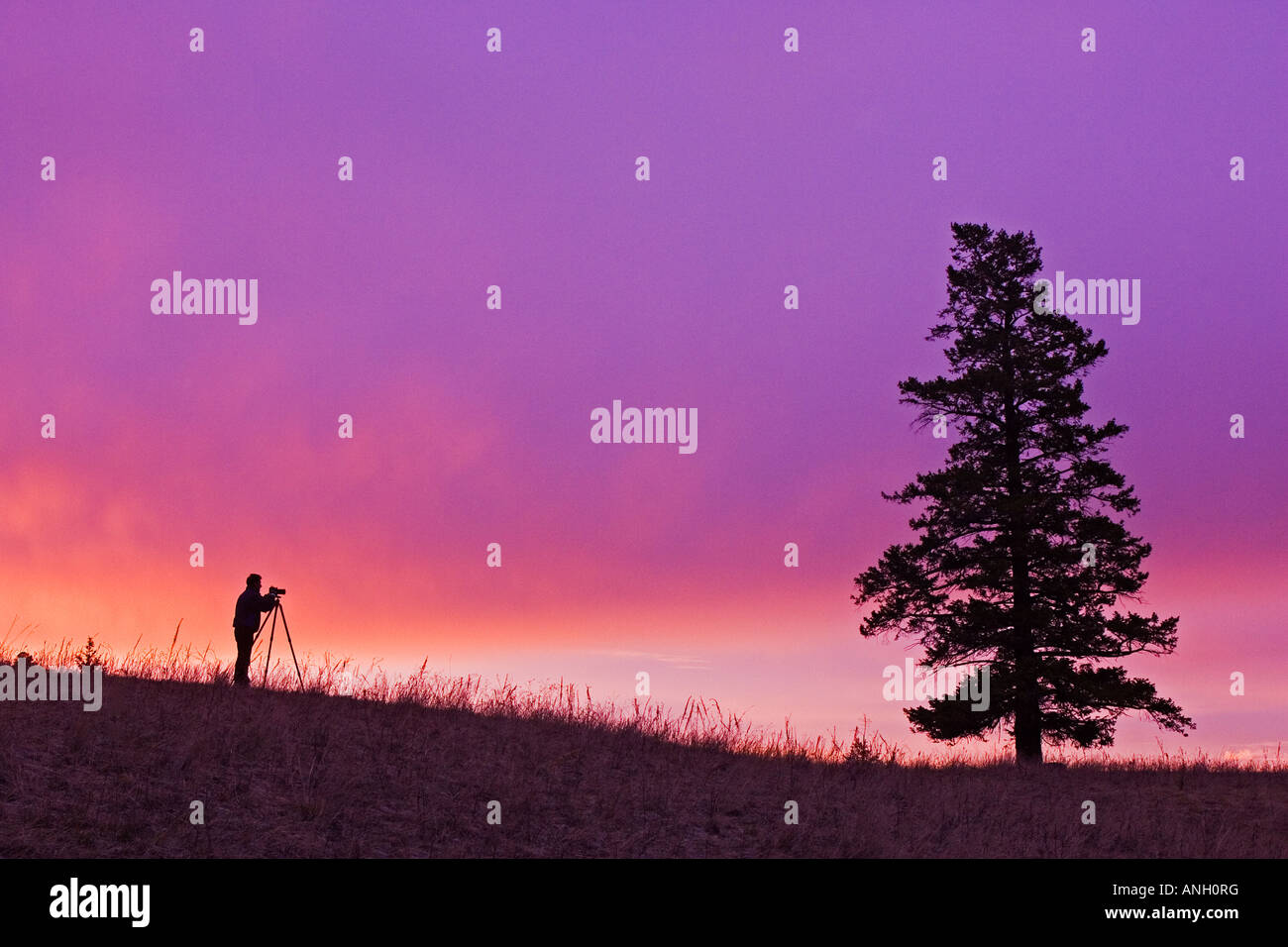 Fotografare in giunzione gamma di pecora Park, British Columbia, Canada. Foto Stock