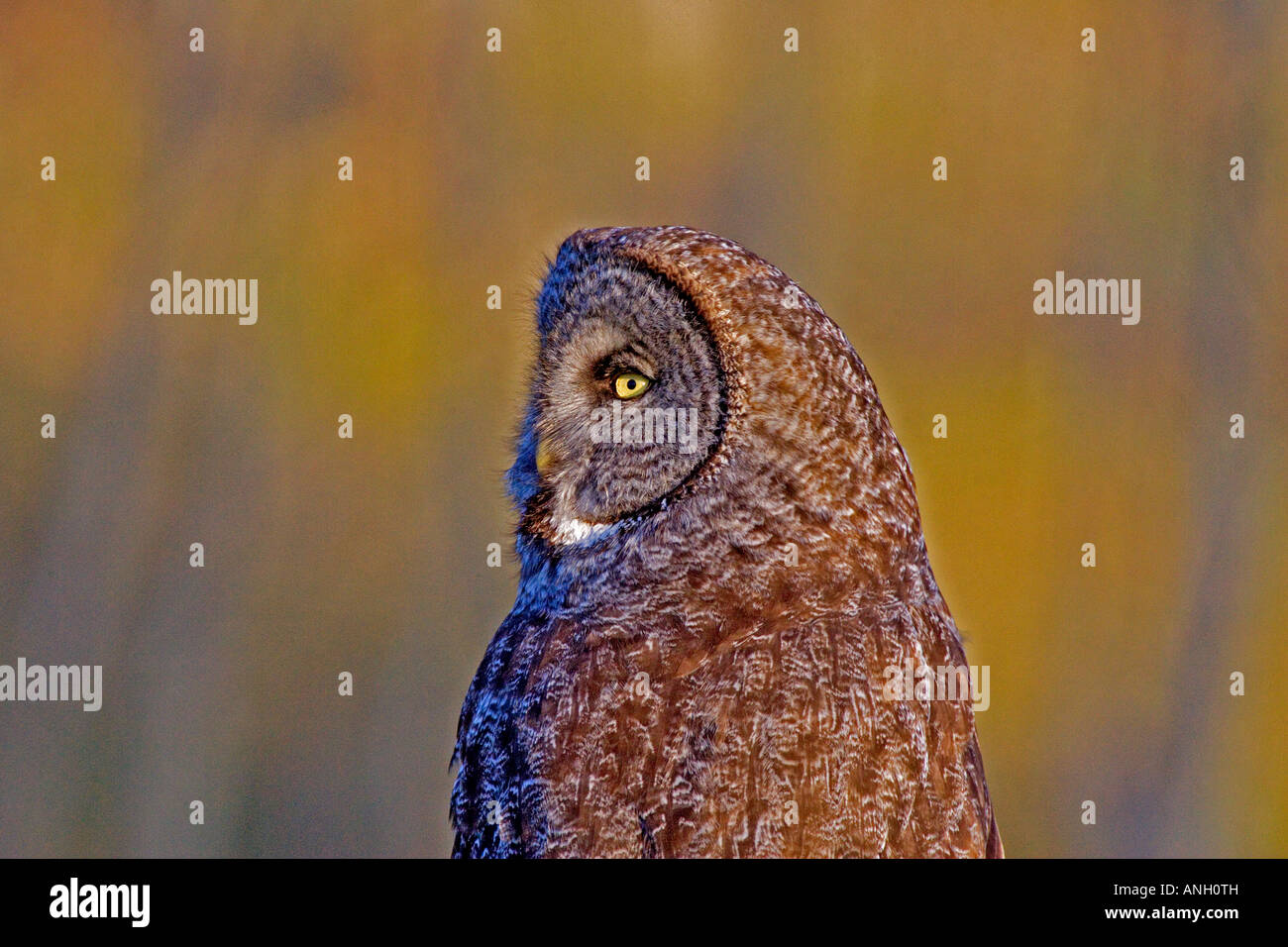 Grande Gufo grigio, pecore zona di giunzione, British Columbia, Canada. Foto Stock