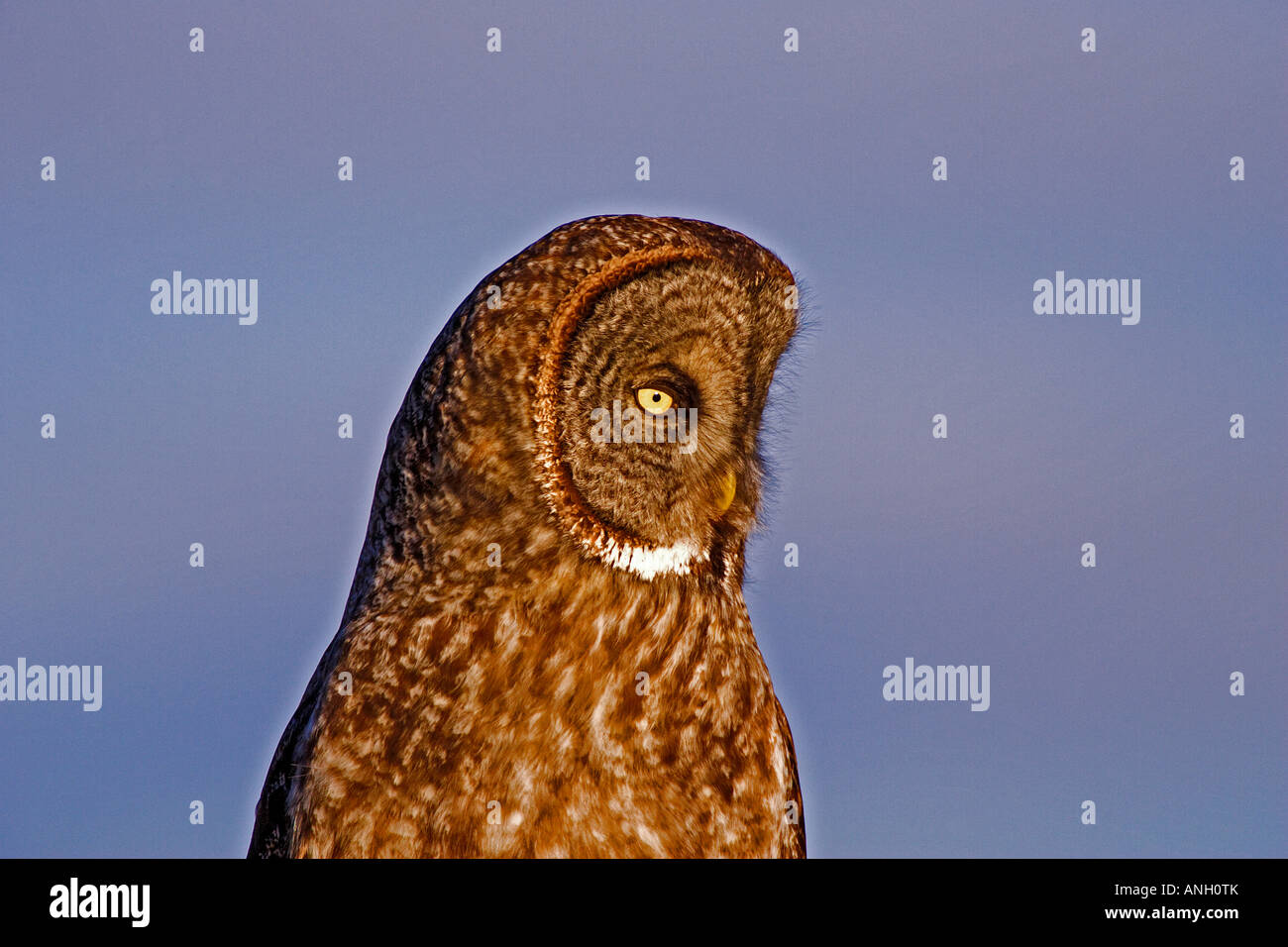 Grande Gufo grigio, pecore zona di giunzione, British Columbia, Canada. Foto Stock