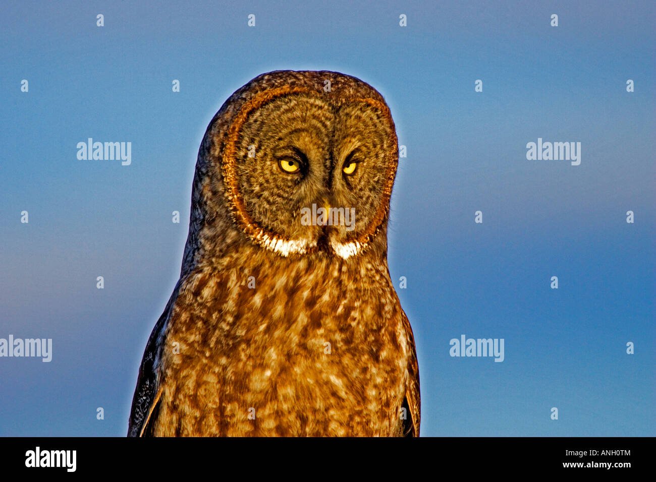 Grande Gufo grigio, pecore zona di giunzione, British Columbia, Canada. Foto Stock
