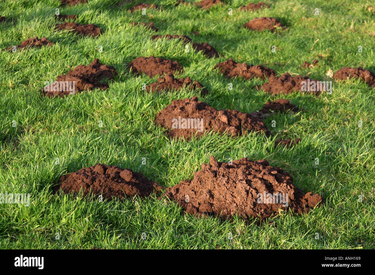 Molehills Foto Stock