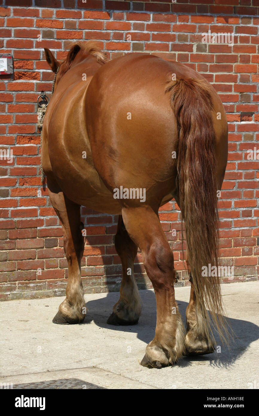 Cavallo di Suffolk Foto Stock