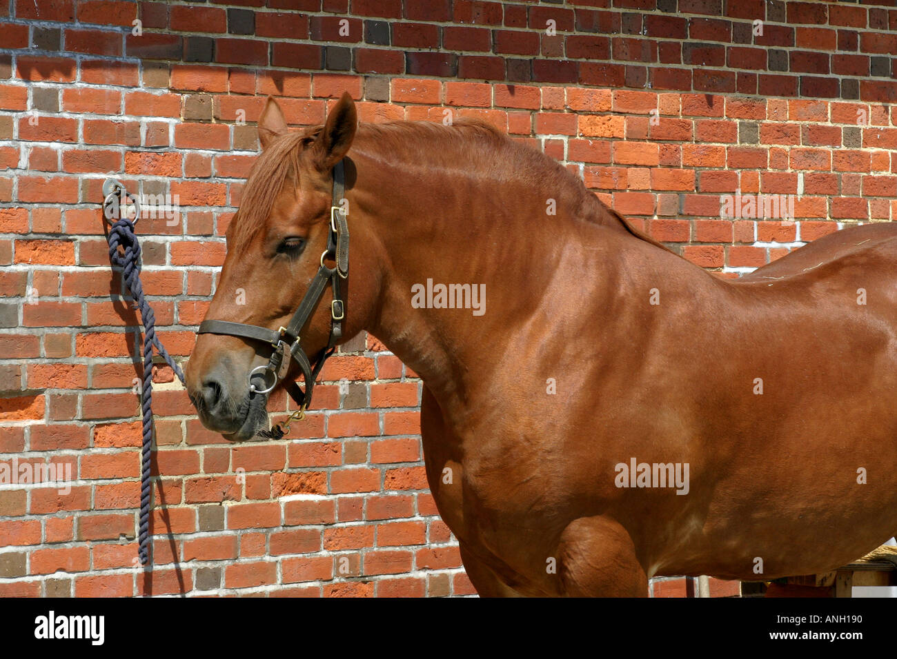 Suffolk Punch Cavallo Foto Stock
