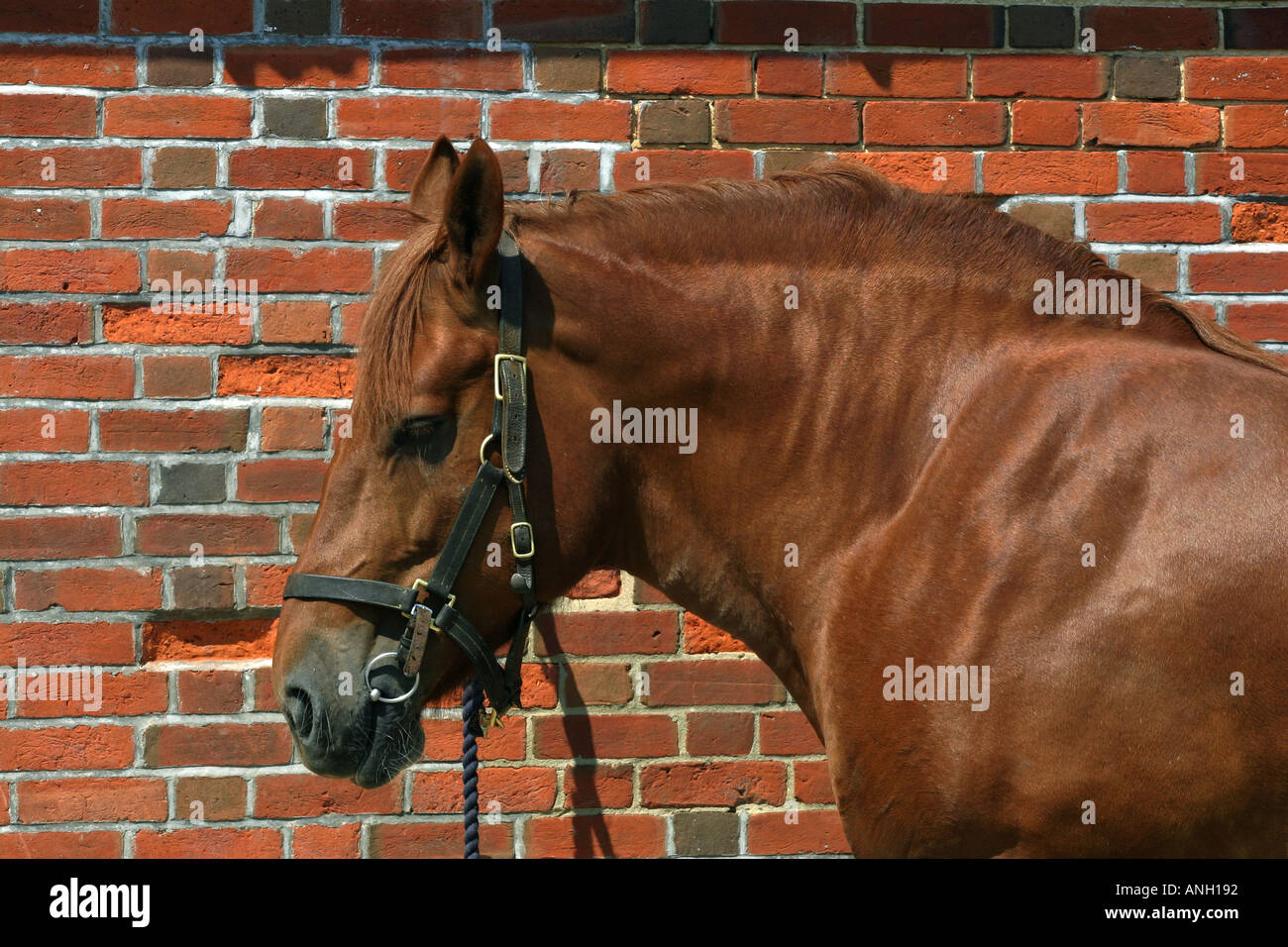 Suffolk cavallo ritratto Foto Stock
