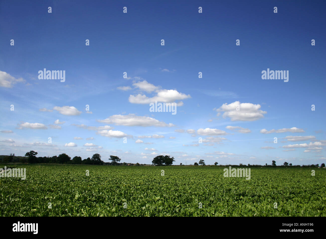 La barbabietola da zucchero campo Foto Stock