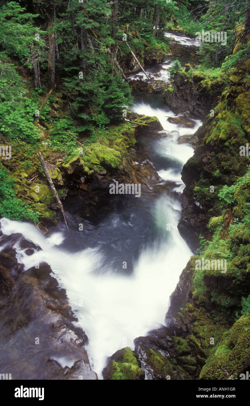 Flusso attraverso la costa centrale nella foresta pluviale, British Columbia, Canada. Foto Stock