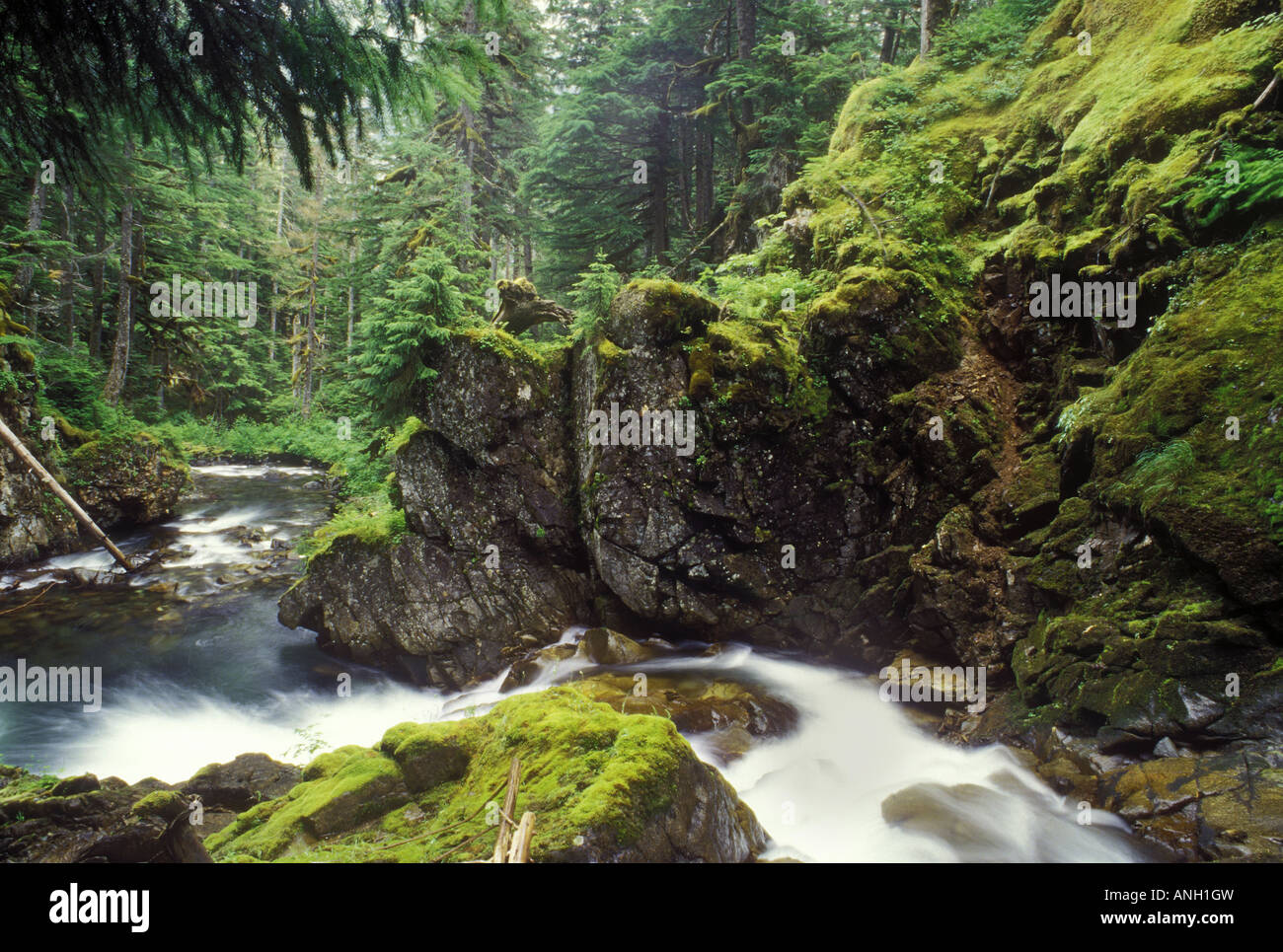 Flusso attraverso la costa centrale nella foresta pluviale, British Columbia, Canada. Foto Stock