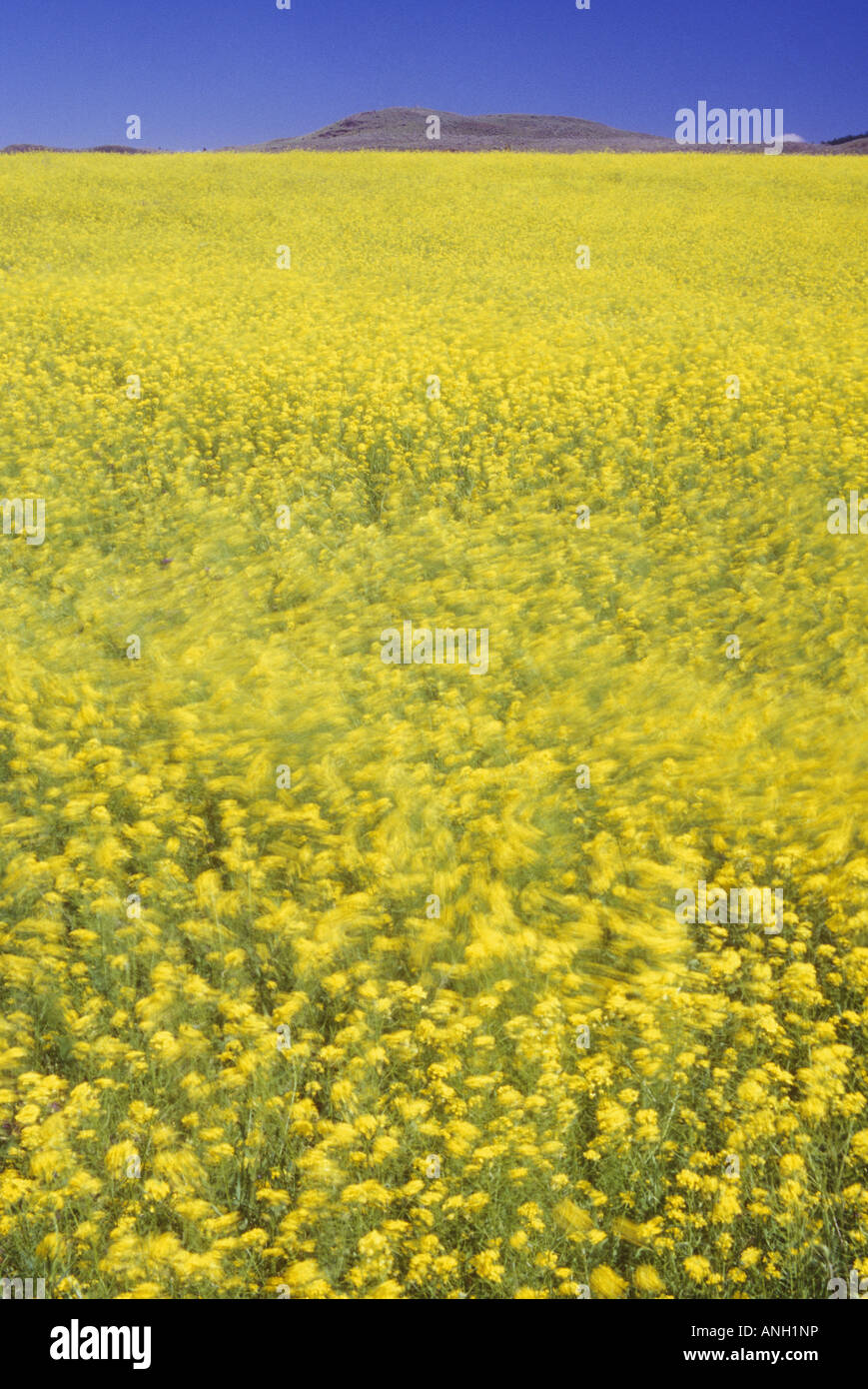 Seme di senape, Shuswap regione, British Columbia, Canada. Foto Stock