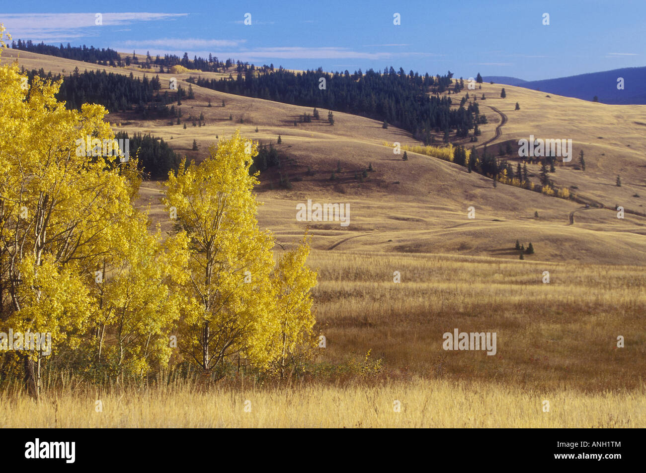 Gamma di pecora giunzione Parco Provinciale, praterie, regione Chilcotin, British Columbia, Canada. Foto Stock