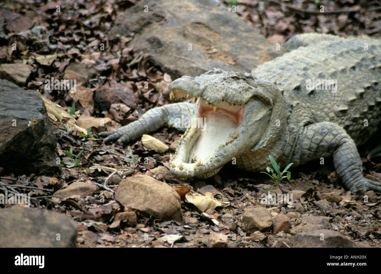 Mugger coccodrillo o il coccodrillo palustre, Crocodylus palustris, crogiolandosi al Tadoba Andhari Riserva della Tigre, Maharashtra, India Foto Stock