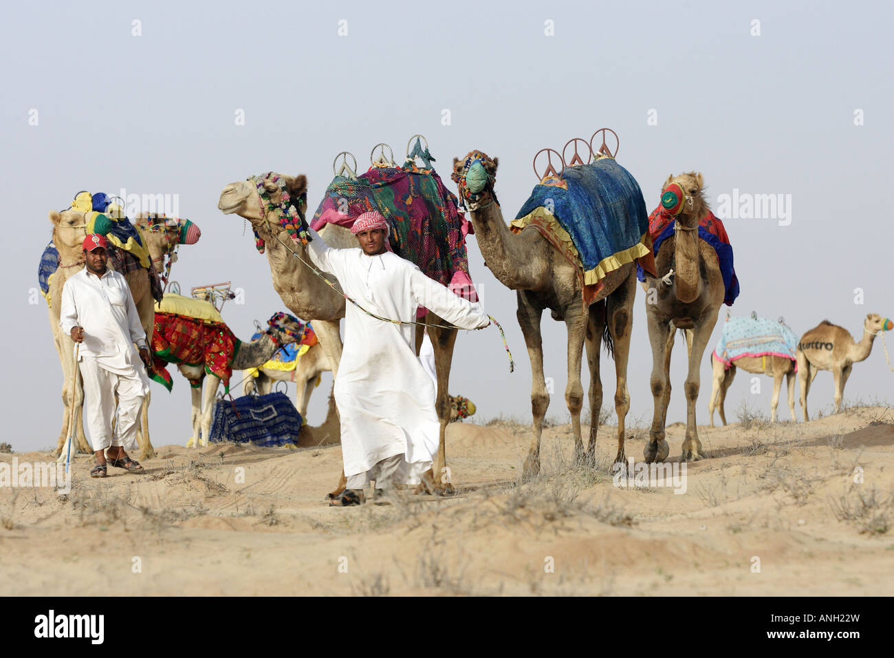Gli uomini con i loro cammelli nel deserto, Dubai, Emirati Arabi Uniti Foto Stock