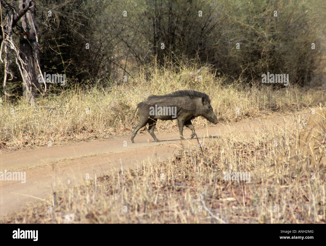 Il Cinghiale Sus scrofa, maiale selvatico, maschio a Tadoba Andhari Riserva della Tigre, Chandrapur distretto, nello Stato del Maharashtra, India Foto Stock