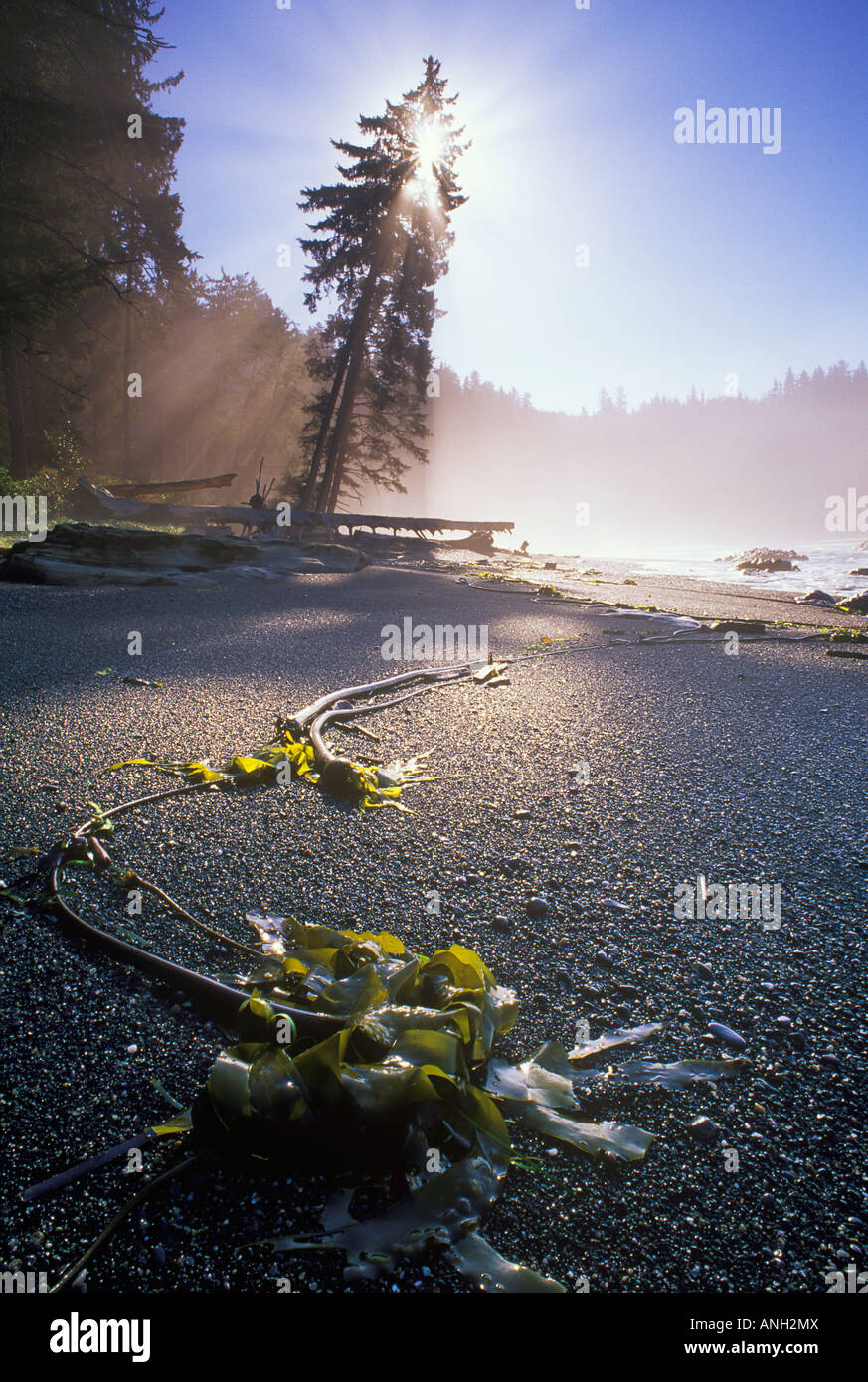 Alba sul Juan De Fuca sentiero Marini, British Columbia, Canada. Foto Stock