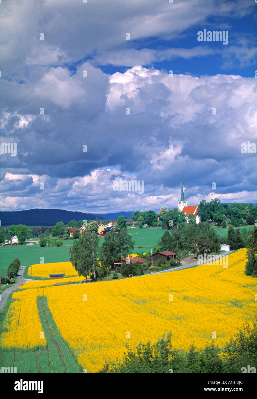 Campi di senape, Honefoss, Norvegia Foto Stock