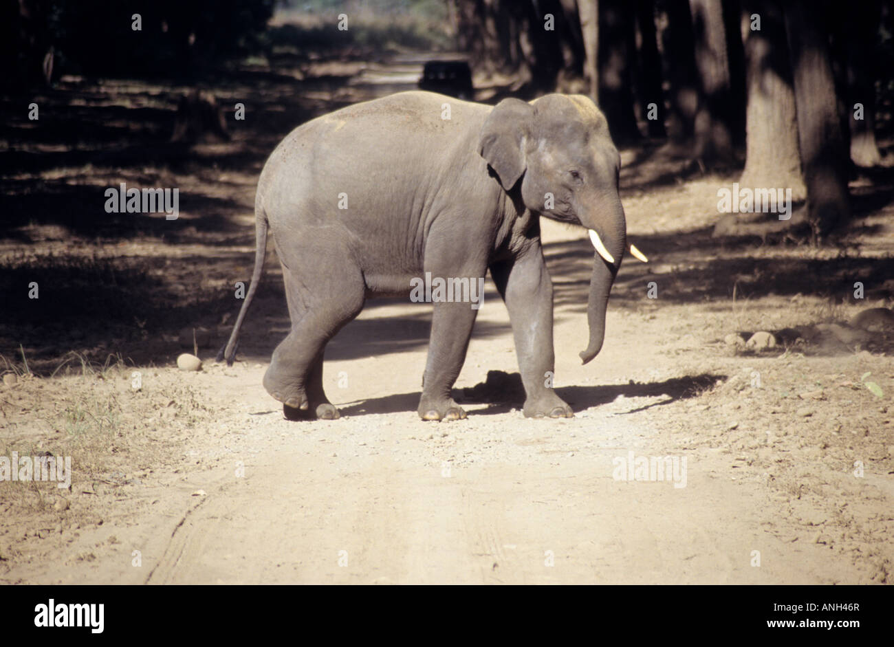 Elephant di vitello, Elephantidae al parco di cittadino di Corbett, situato in Ramnagar, membro dell'Uttaranchal, India Foto Stock