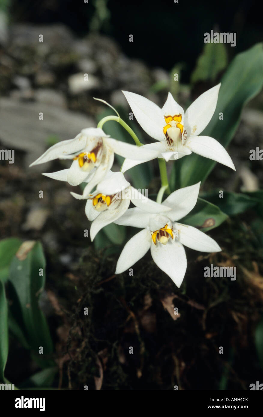 Orchid sp. ad Eagle Nest Wildlife Sanctuary, Arunachal Pradesh, India Foto Stock