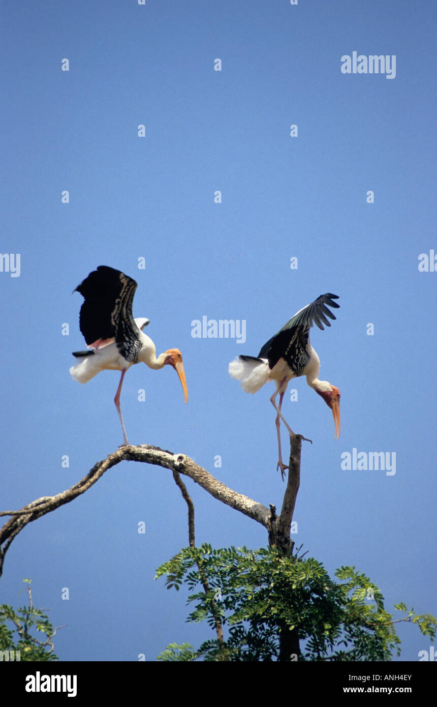 Dipinto di Stork, Mycteria leucocephala, coppia in atterraggio a Kokkare bellur, Madhya Karnataka, India Foto Stock