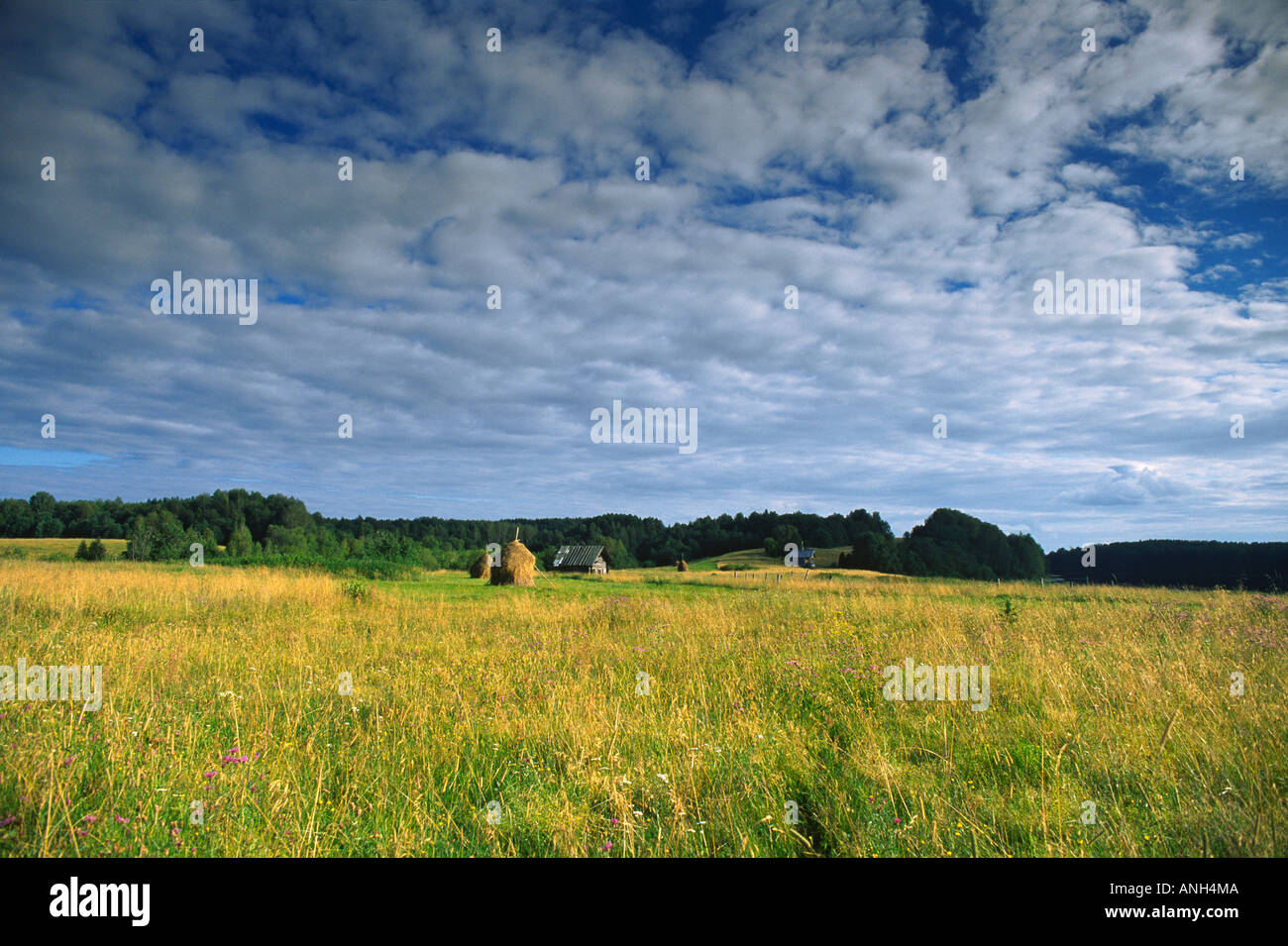 Prato con un pagliaio, Kenozero area lacustre, Arkhangelsk, NW Russia Foto Stock